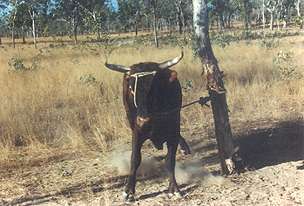 The Kimberleys 1985