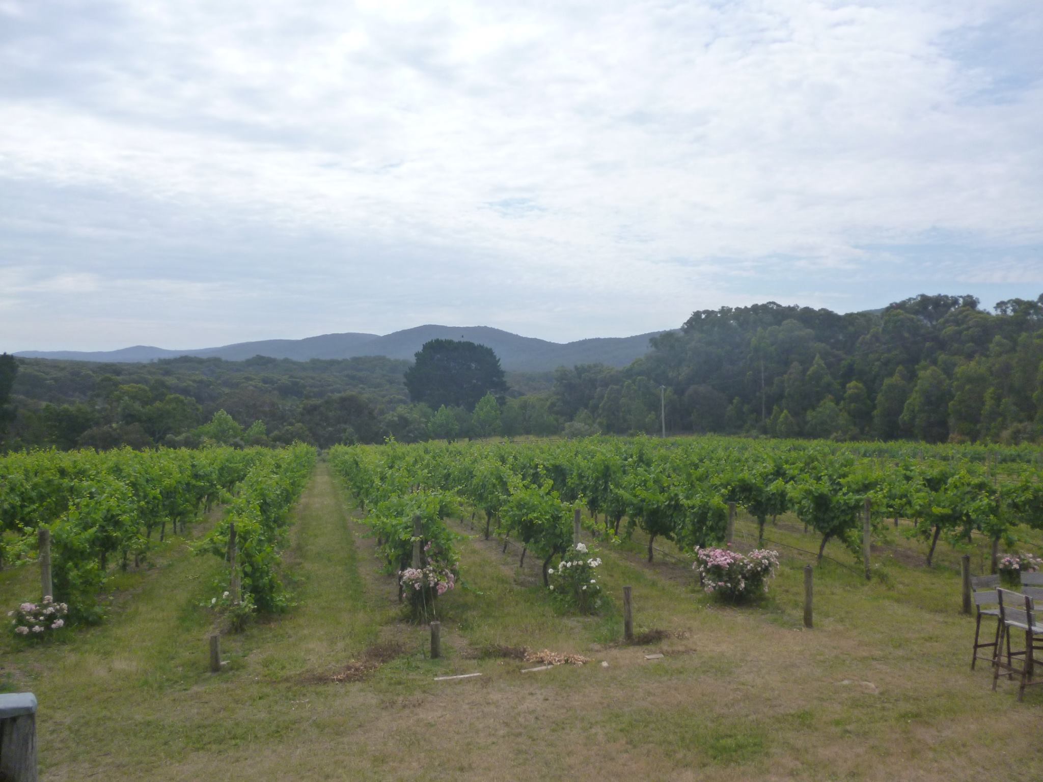 The Vineyard