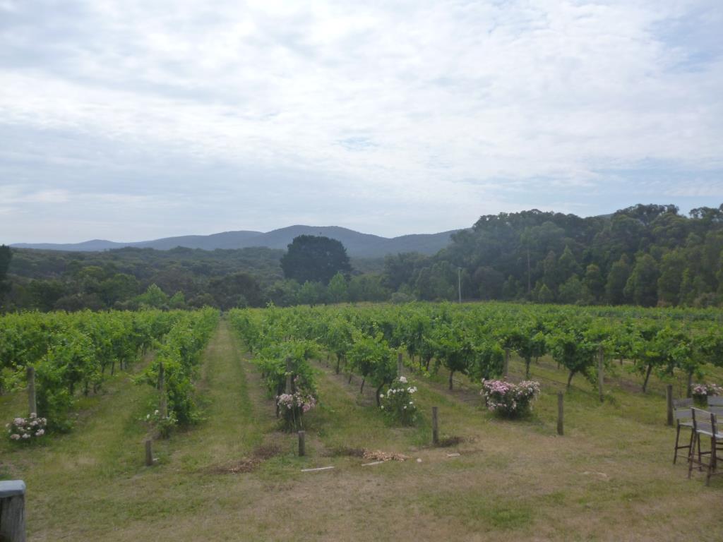 The Vineyard