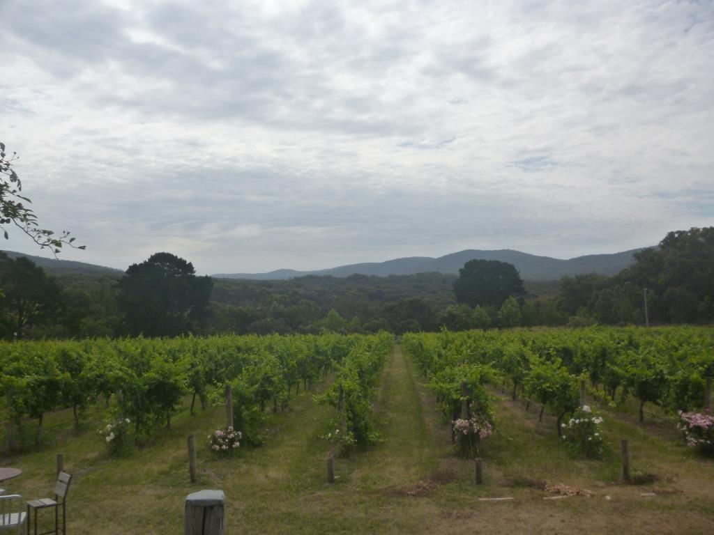 The Vineyard